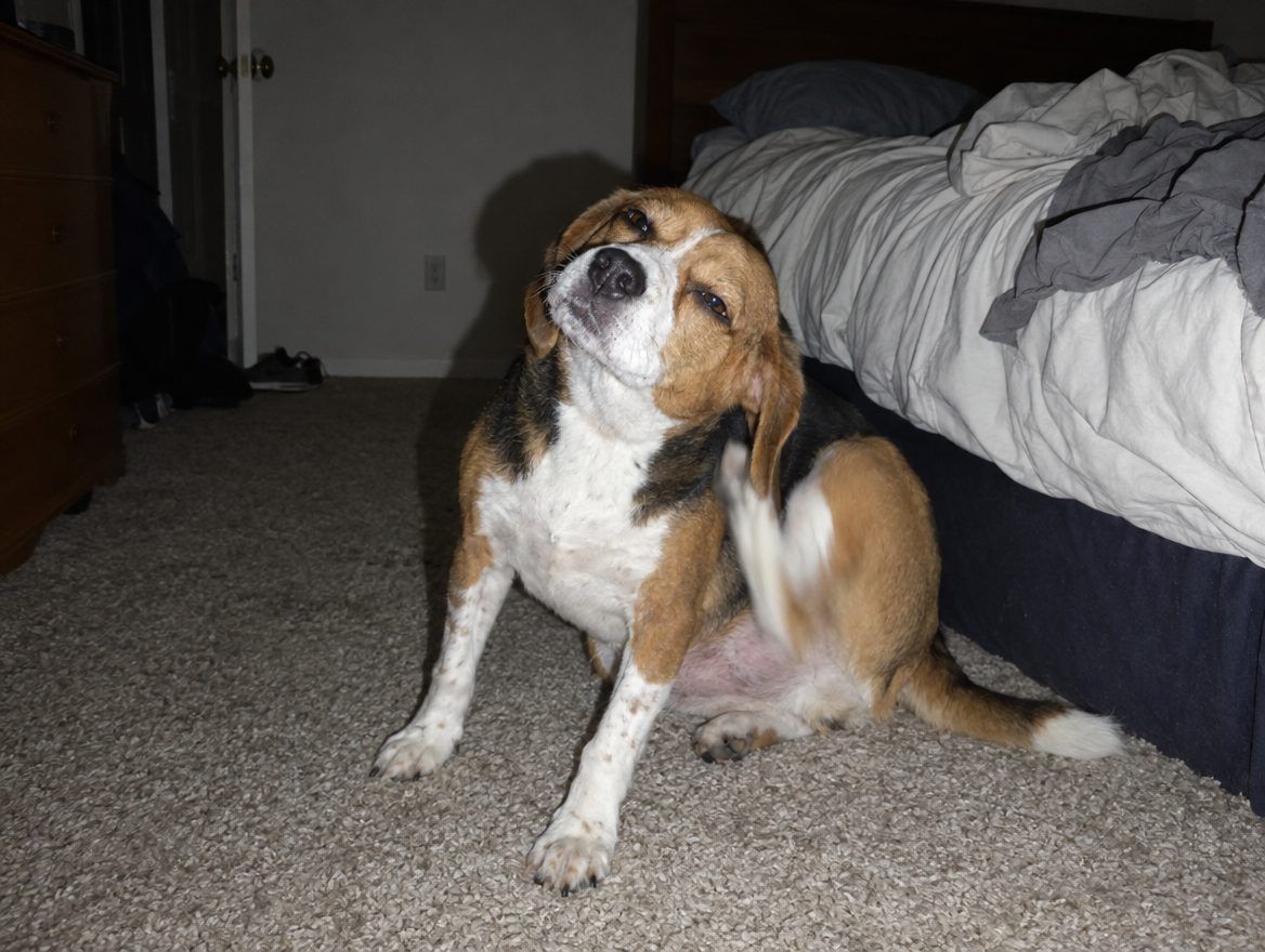 A beagle scratching its ear on a bedroom carpet late at night